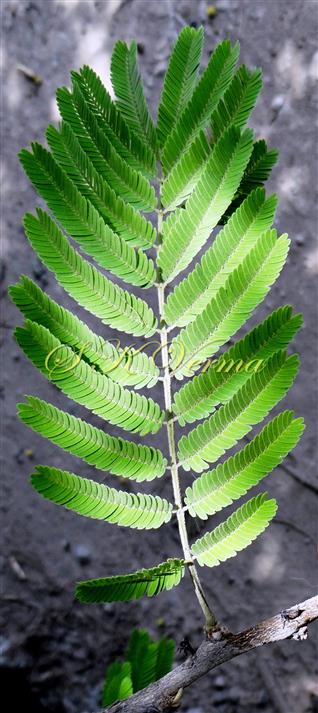  Leaf